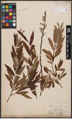 Salix aurita L. x Salix viminalis L.